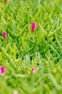 Delosperma cooperi - P9 - image 4
