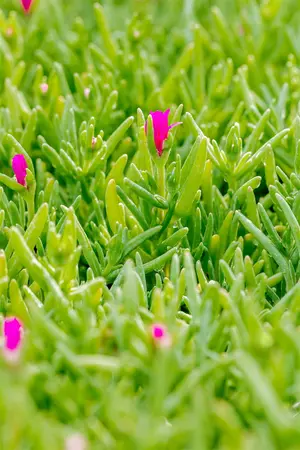 Delosperma cooperi - Cassette 60 cm x 40 cm - image 4