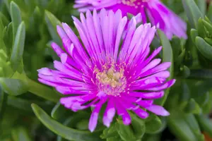 Delosperma cooperi - P9 - image 2