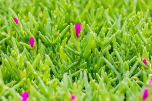 Delosperma cooperi - P9 - image 3