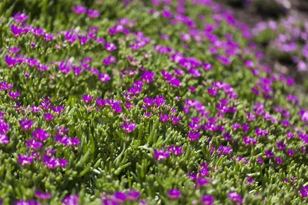 Delosperma cooperi - Cassette 60 cm x 40 cm - image 1