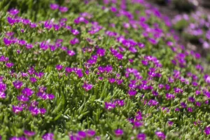 Delosperma cooperi - Cassette 60 cm x 40 cm - image 4