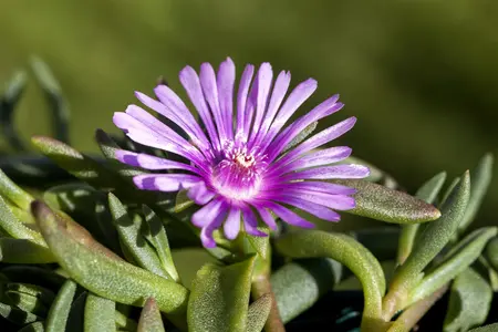 Delosperma cooperi 'Table Moutain'  - P9