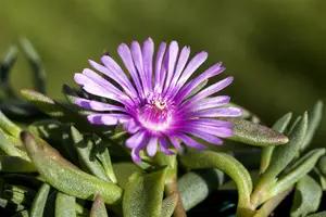 Delosperma cooperi 'Table Moutain' 