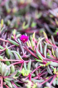 Delosperma 'Desert Dancers Purple'