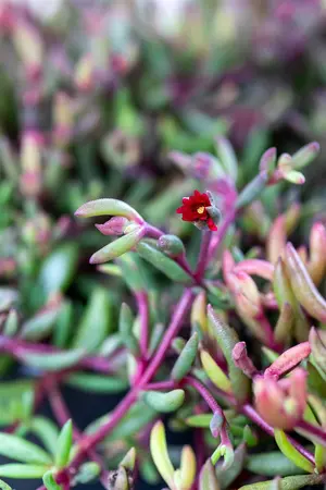 Delosperma 'Desert Dancers Purple' - P9 - image 2