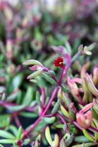 Delosperma 'Desert Dancers Purple' - P9 - image 2