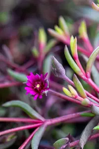 Delosperma 'Desert Dancers Purple' - P9 - image 4