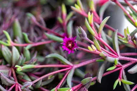 Delosperma 'Desert Dancers Purple' - P9 - image 3