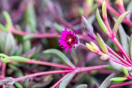 Delosperma 'Desert Dancers Purple' - P9 - image 5