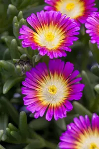 Delosperma 'Hot Pink' - PLUG/CELGROWN 100 CEL TRAY - image 2