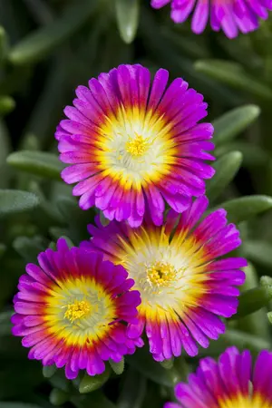 Delosperma 'Hot Pink' - PLUG/CELGROWN 100 CEL TRAY - image 3