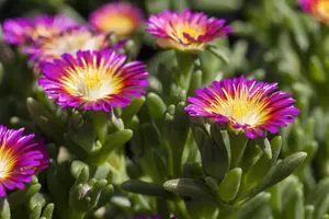 Delosperma 'Hot Pink' - PLUG/CELGROWN 100 CEL TRAY - image 1