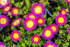 Delosperma 'Hot Pink' - PLUG/CELGROWN 100 CEL TRAY - image 4
