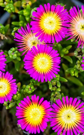 Delosperma 'Hot Pink' - PLUG/CELGROWN 100 CEL TRAY - image 5