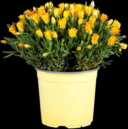 Delosperma 'Ice Cream? Yellow' - P13 - image 4