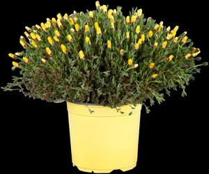 Delosperma 'Ice Cream? Yellow' - P13 - image 3