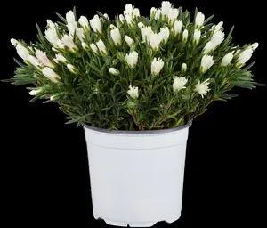 Delosperma 'Ice Cream? Yellow'