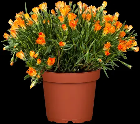 Delosperma 'Ice Cream? Yellow' - P13 - image 2