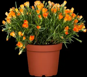 Delosperma 'Ice Cream? Yellow' - P13 - image 2