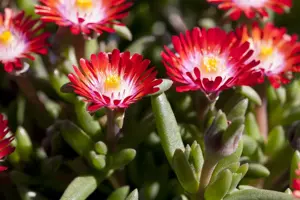 Delosperma 'Jewel Grenade'