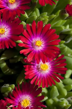 Delosperma 'Jewel of Desert Garnet'? - P12 - image 3