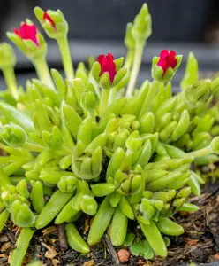 Delosperma 'Jewel of Desert Garnet'? - P12 - image 5