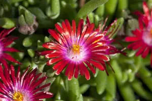 Delosperma 'Jewel of Desert Garnet'?