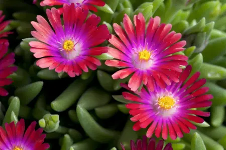 Delosperma 'Jewel of Desert Garnet'? - P12 - image 2