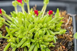Delosperma 'Jewel of Desert Garnet'? - P12 - image 4