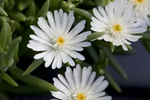 Delosperma 'Jewel of Desert Moonstone'?