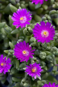 Delosperma 'Jewel of Desert Opal'? - P12