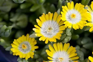 Delosperma 'Jewel of Desert Peridott'? - 2 Ltr pot