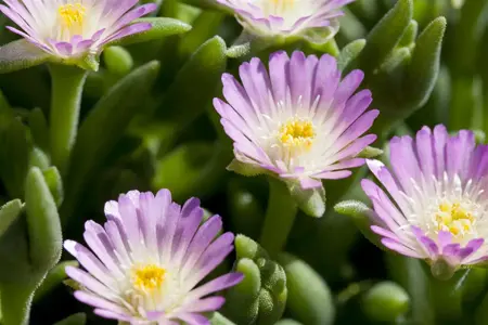 Delosperma 'Jewel of Desert Rosequarts'? - P12