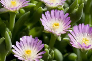 Delosperma 'Jewel of Desert Rosequarts'?