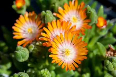 Delosperma 'Jewel of Desert Topaz'? - P12