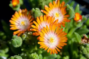 Delosperma 'Jewel of Desert Topaz'?