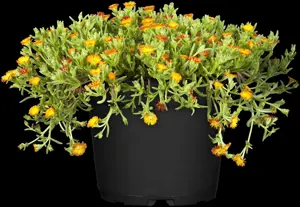 Delosperma 'Sun Diamonds Orange' - 2 Ltr pot - image 5