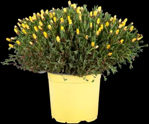 Delosperma 'Sun Diamonds Red' - 2 Ltr pot - image 3