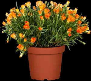 Delosperma 'Sun Diamonds Red' - 2 Ltr pot - image 2