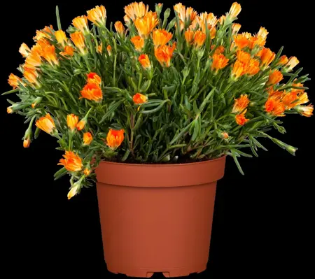Delosperma 'Sun Diamonds White' - 2 Ltr pot - image 2