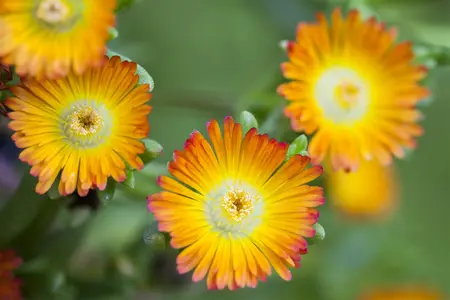 Delosperma 'Sundella Lime' - P12