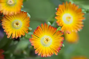 Delosperma 'Sundella Lime'