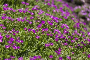 Delosperma sutherlandii