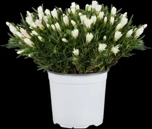 Delosperma 'Tre Colori'