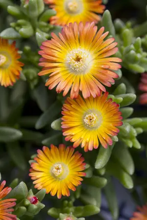 Delosperma 'Wheels of Wonder' Hot Pink Wonder - P12 - image 2