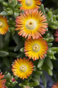 Delosperma 'Wheels of Wonder' Hot Pink Wonder - P12 - image 2