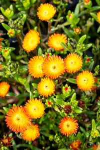 Delosperma 'Wheels of Wonder' Hot Pink Wonder - P12 - image 4