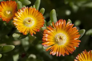 Delosperma 'Wheels of Wonder' Hot Pink Wonder - P12 - image 5
