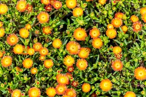 Delosperma 'Wheels of Wonder' Hot Pink Wonder - P12 - image 3